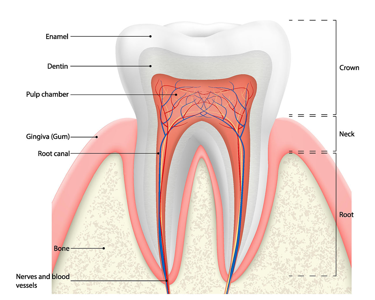 It is important to handle the tooth by the crown and to avoid touching the root.